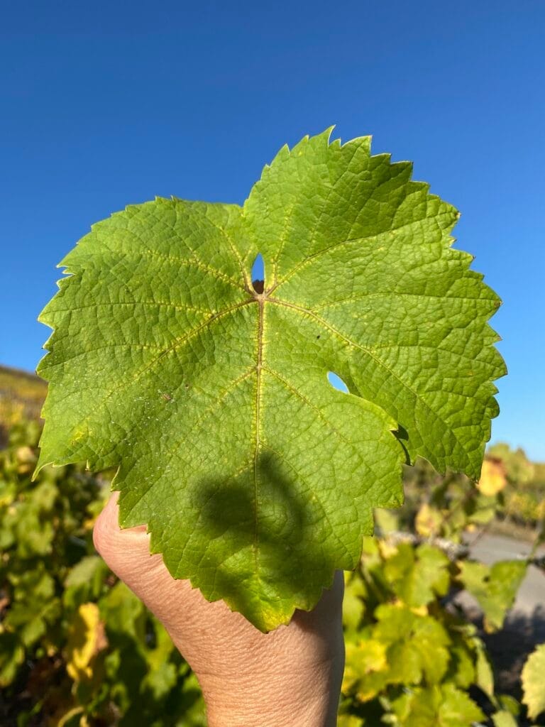 Vins Bertsch et Farine - BF - Le Grand cru Wineck Schlossberg - Alsace