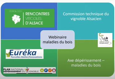 [Rencontres Viticoles d&rsquo;Alsace] – Les maladies du bois, parlons-en !