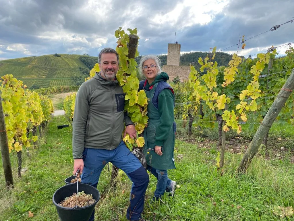 Vinsbf - Grand cru Wineck Schlossberg